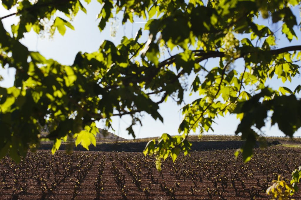 La graciano en Beronia