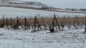 viñedos nevados Beronia