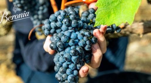 Beronia Rioja Grapes