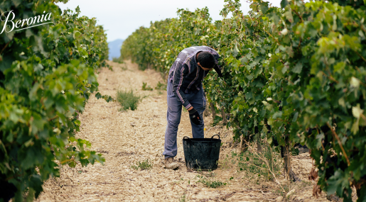 Los beneficios del vino