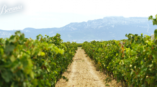 ¿A qué sabe Rioja Alta?