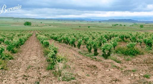 Paisajes Beronia: El valle de Valpierre y nuestro Gran Reserva