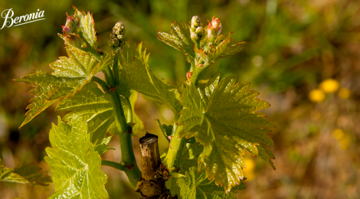 La primavera en el viñedo