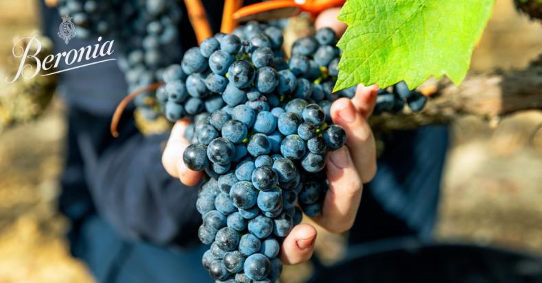 Beronia Rioja Grapes