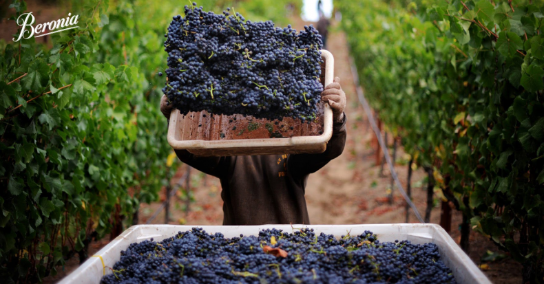 Los orígenes de la crianza del vino