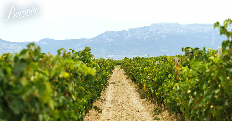 ¿A qué sabe Rioja Alta?