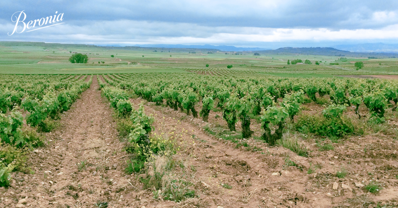 Paisajes Beronia: El valle de Valpierre y nuestro Gran Reserva