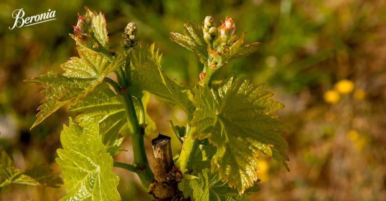 La primavera en el viñedo