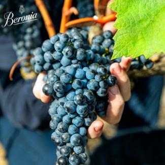 Beronia Rioja Grapes