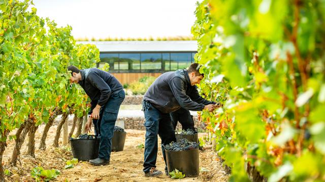 vineyards