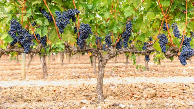 viñedos La Rioja
