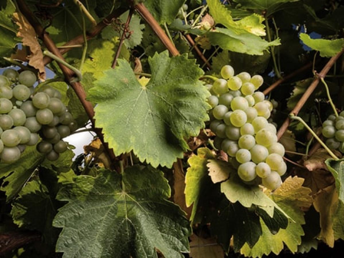 verdejo