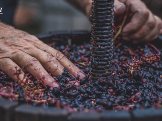 Historias de viña y vino de Ollauri