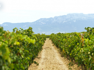 ¿A qué sabe Rioja Alta?